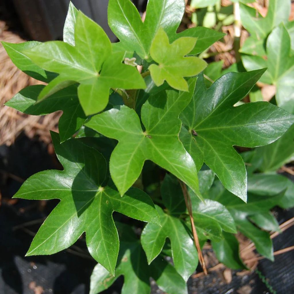Murattiaralia - x Fatshedera lizei