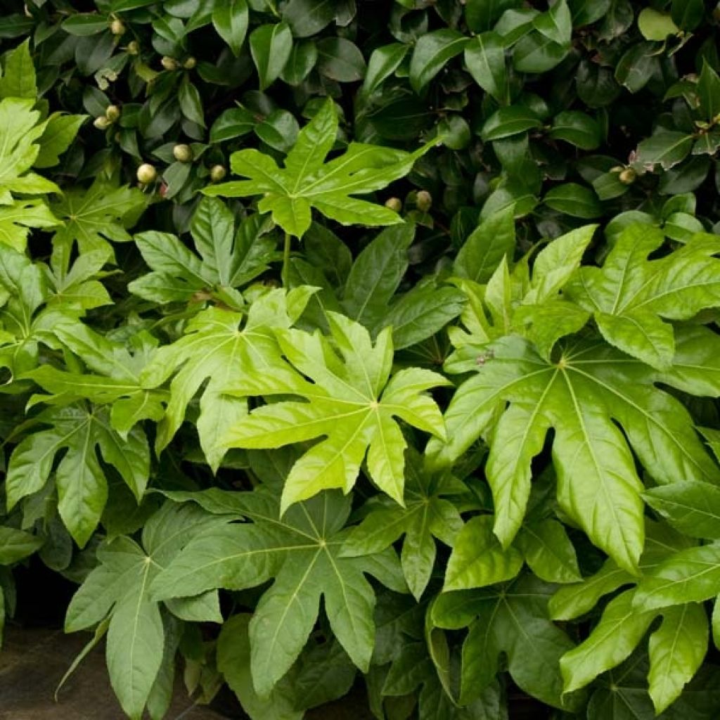 Huonearalia - Fatsia japonica