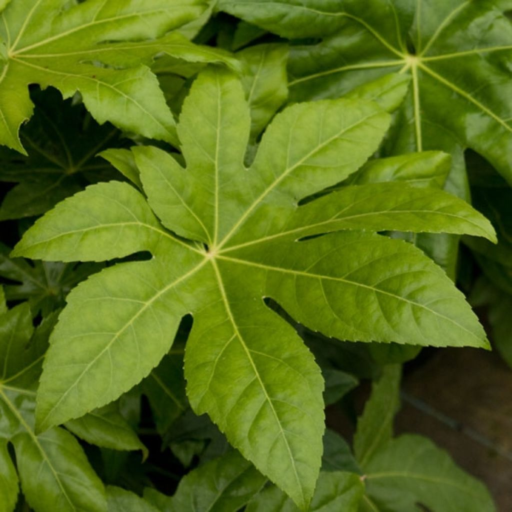 Huonearalia - Fatsia japonica