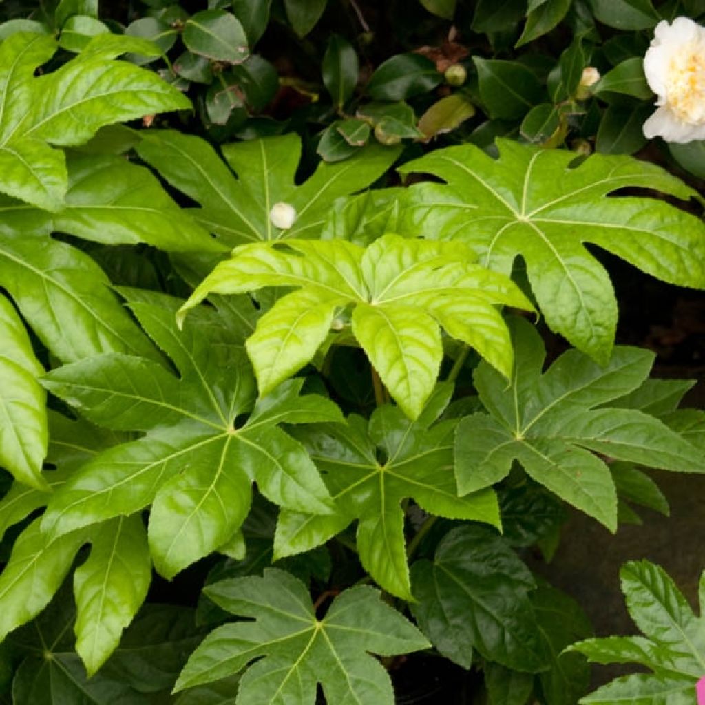Huonearalia - Fatsia japonica