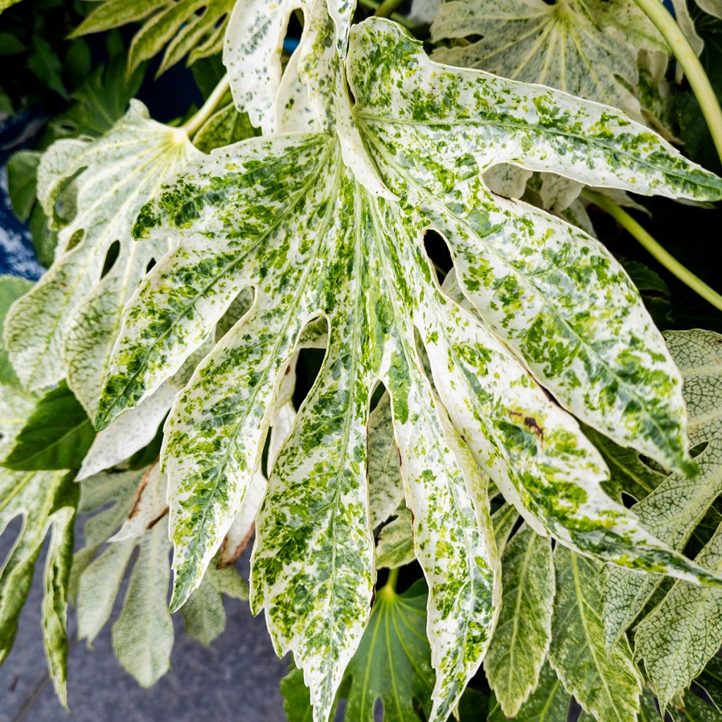 Huonearalia Spider's Web