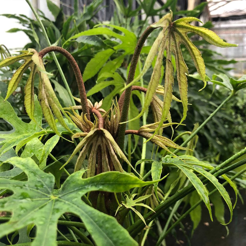 Huonearalia Green Fingers