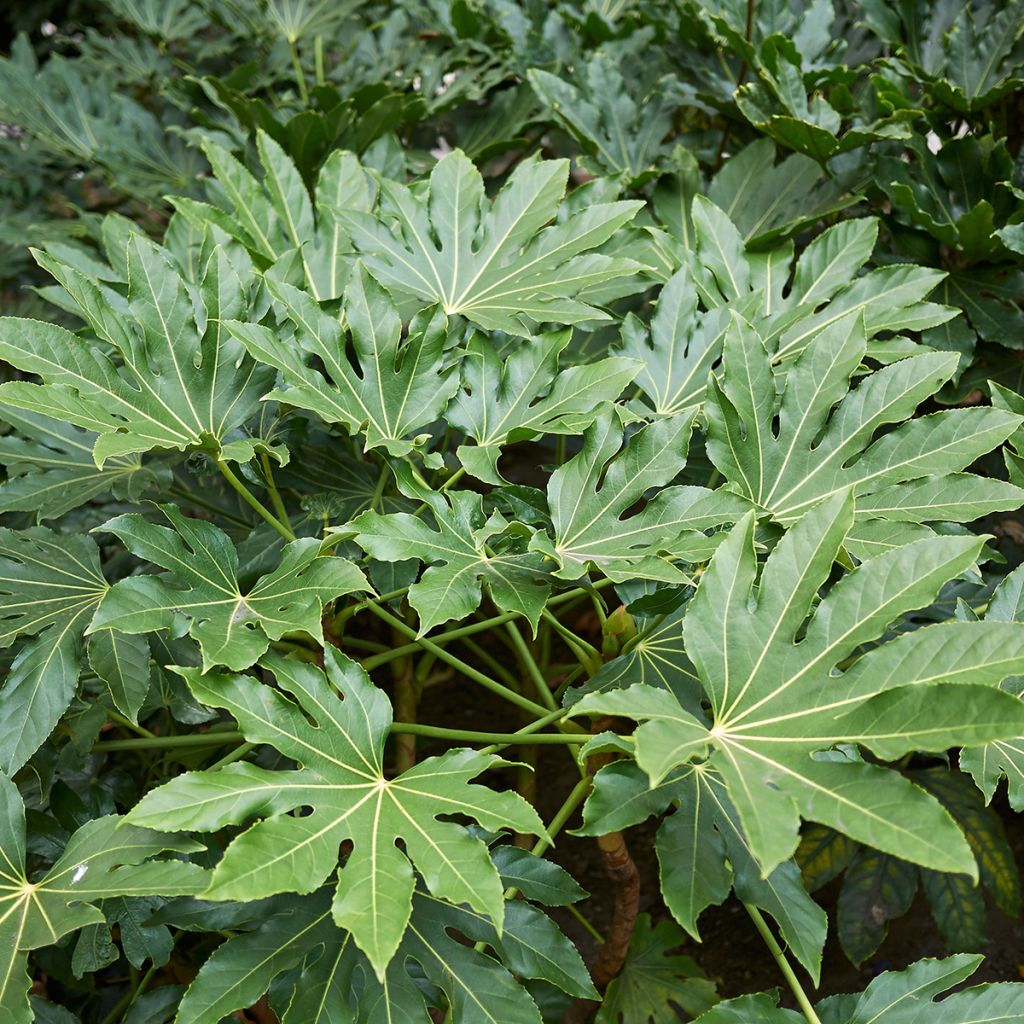 Huonearalia - Fatsia japonica