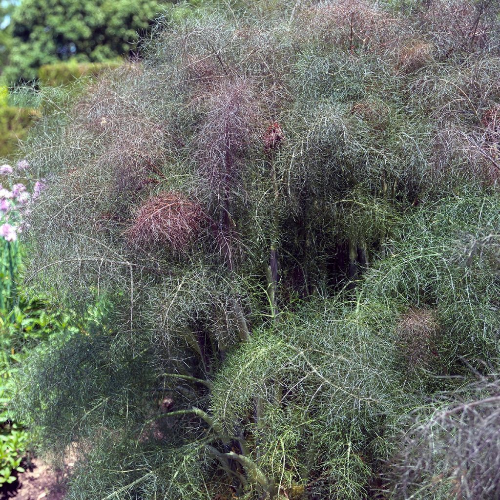 Fenkoli purpureum luomu - Ferme de Sainte Marthe