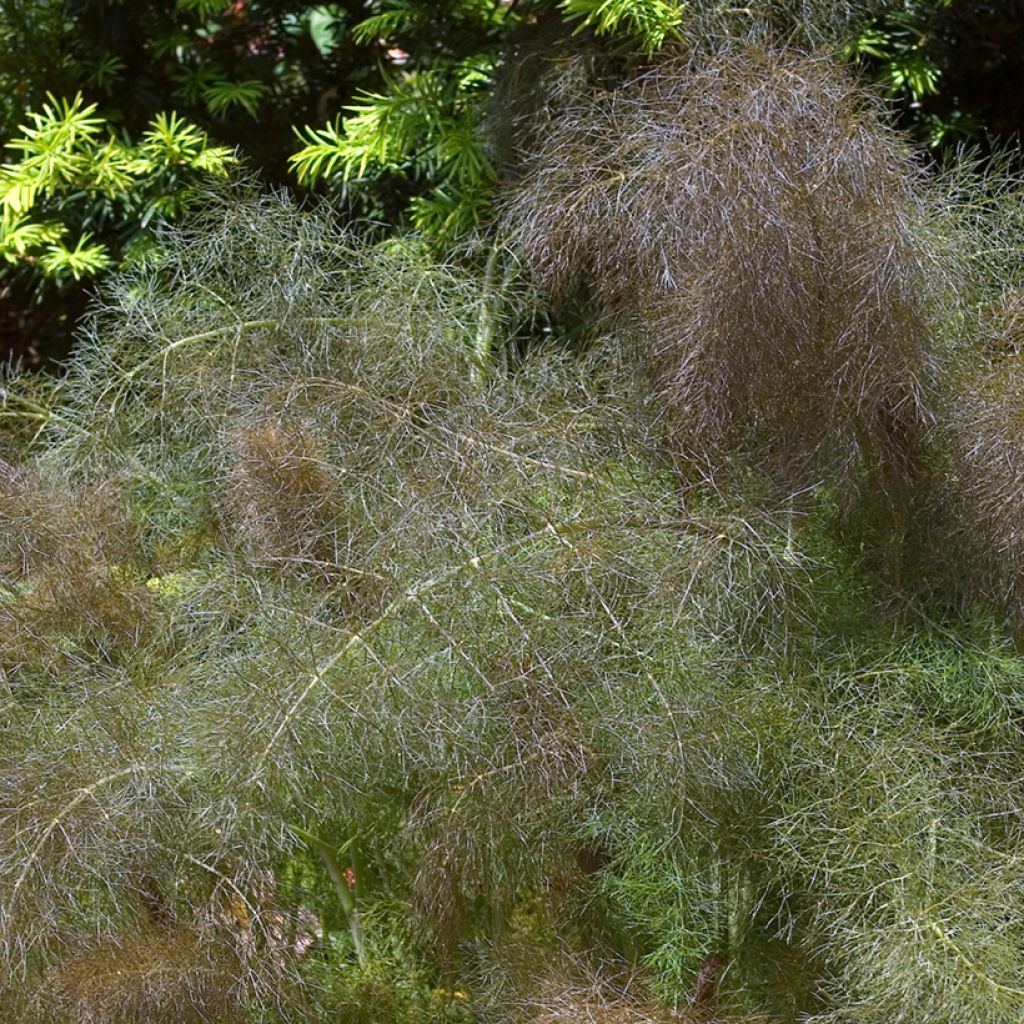 Fenkoli purpureum luomu - Ferme de Sainte Marthe