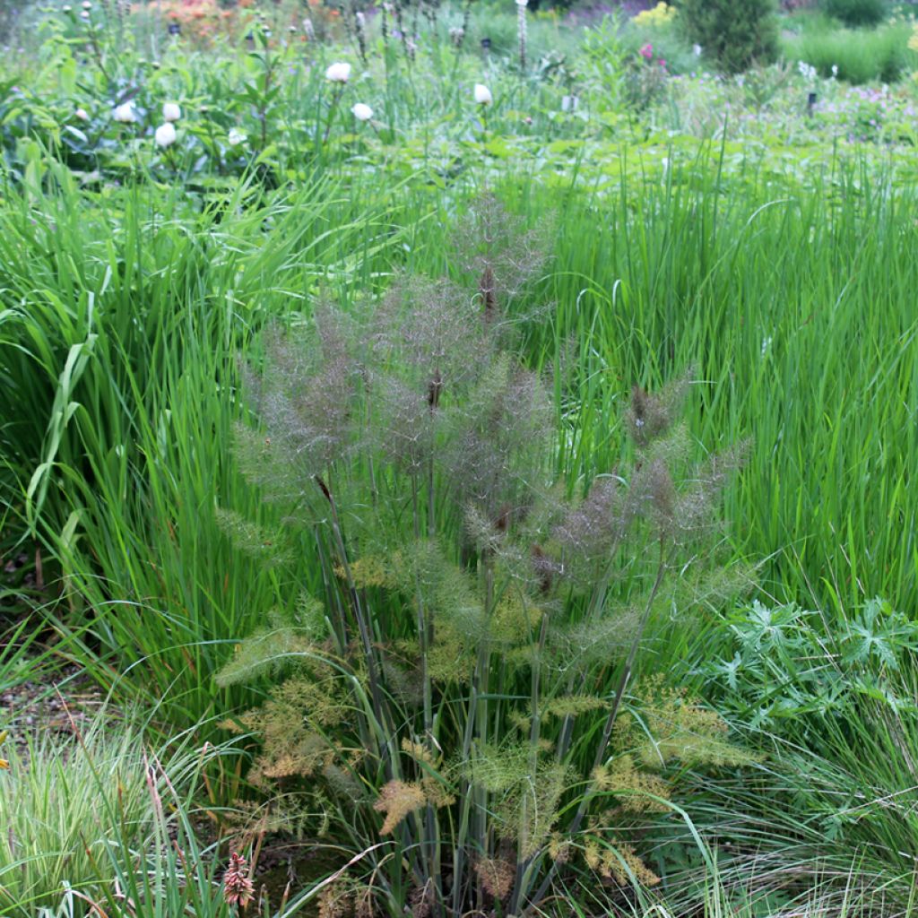 Fenkoli Giant Bronze' ou