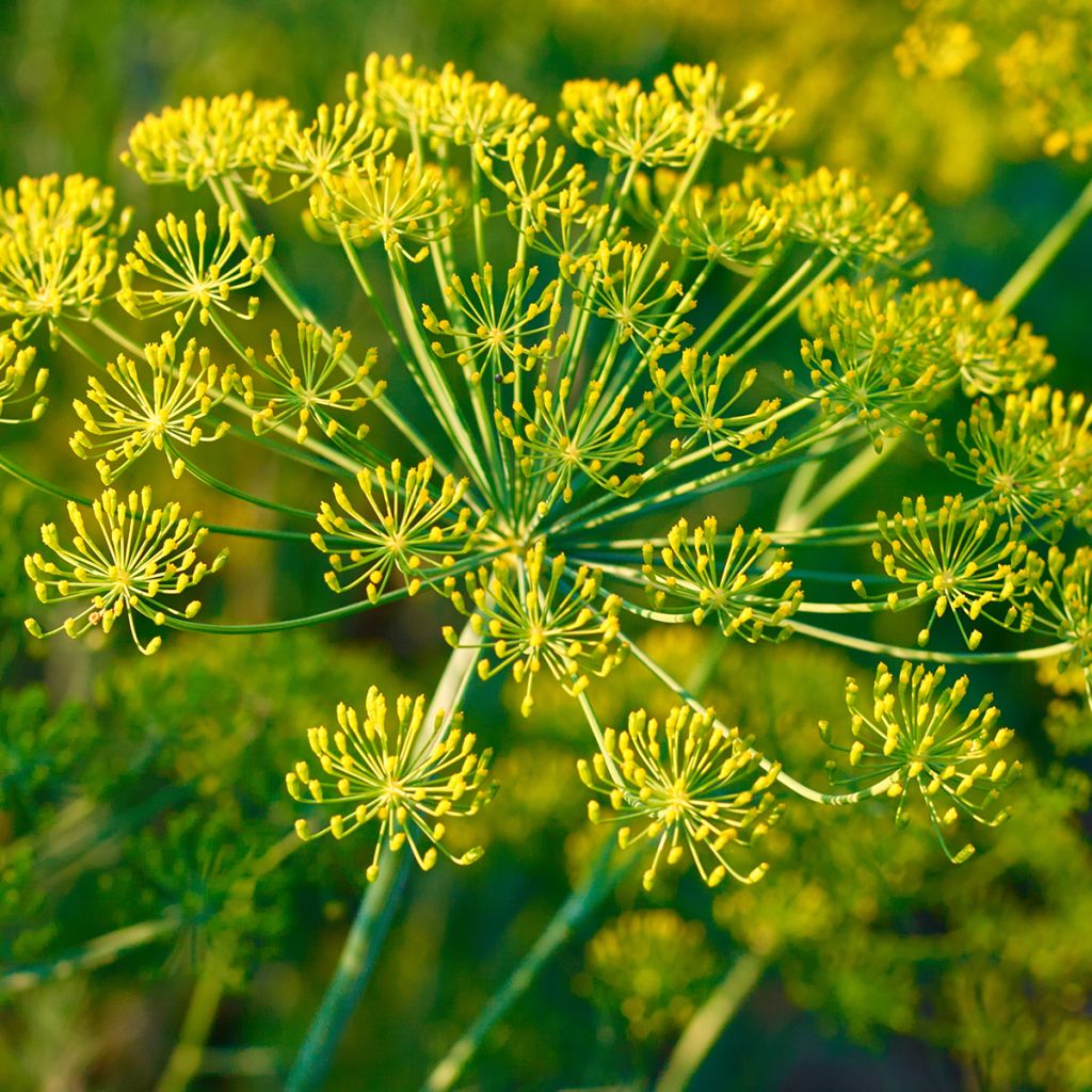Fenkoli - Foeniculum vulgare