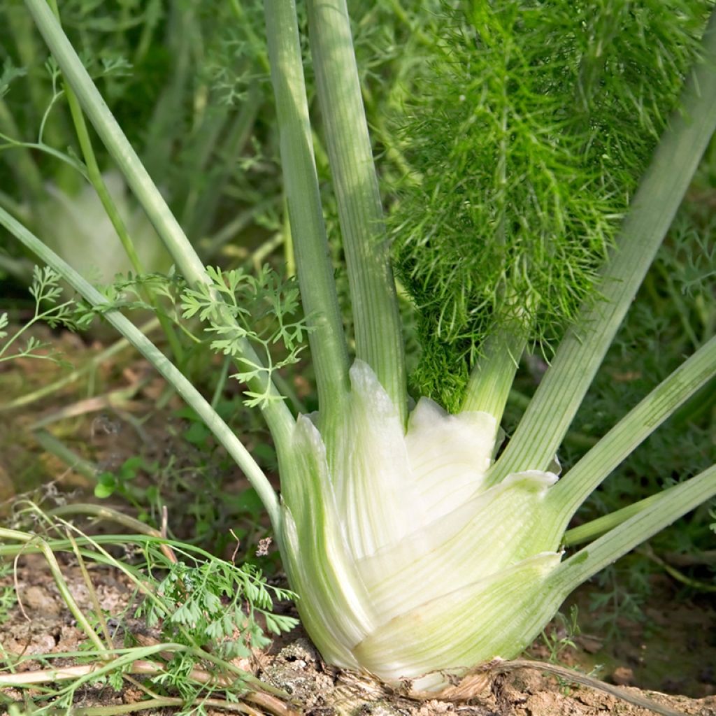 Salaattifenkoli Romanesco luomu