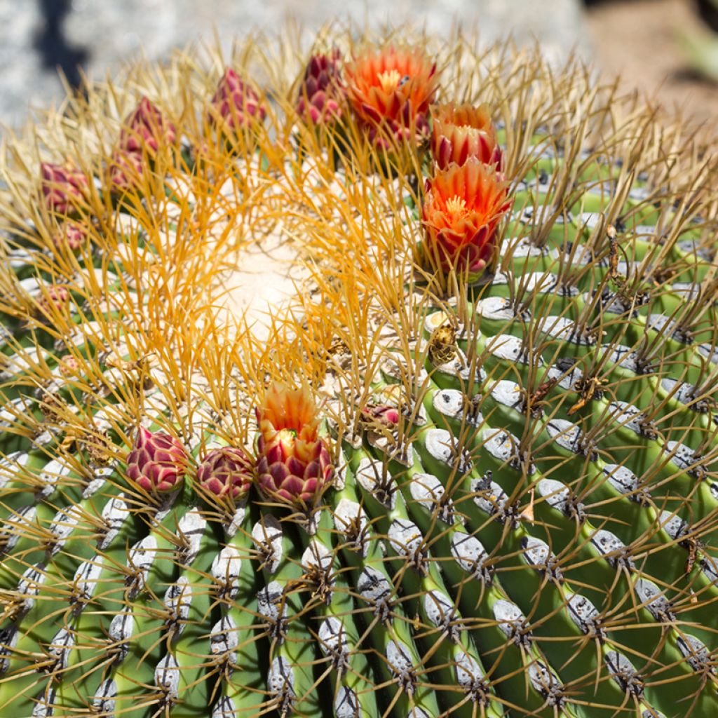 Rautakaktus - Ferocactus emoryi