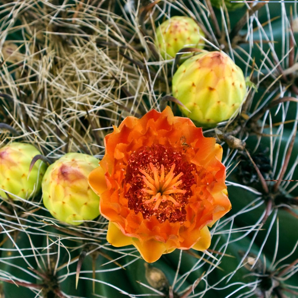 Rautakaktus - Ferocactus emoryi