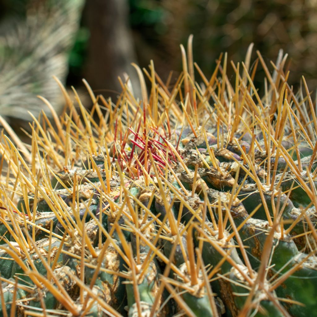 Rautakaktus - Ferocactus emoryi