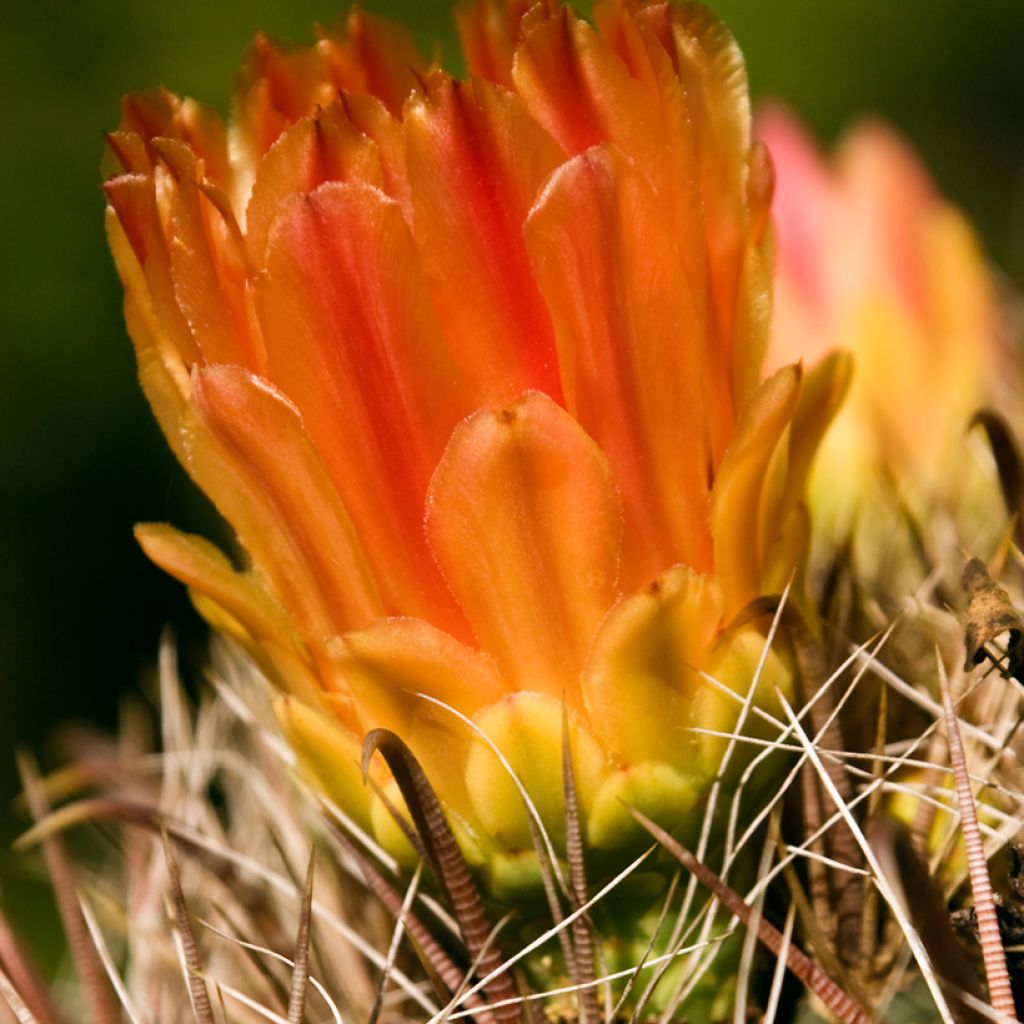 Rautakaktus - Ferocactus emoryi