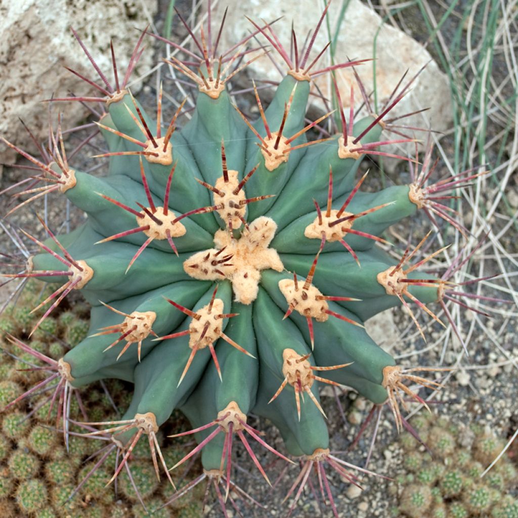 Rautakaktus - Ferocactus emoryi