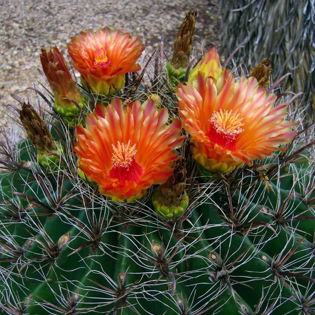 Rautakaktus - Ferocactus emoryi