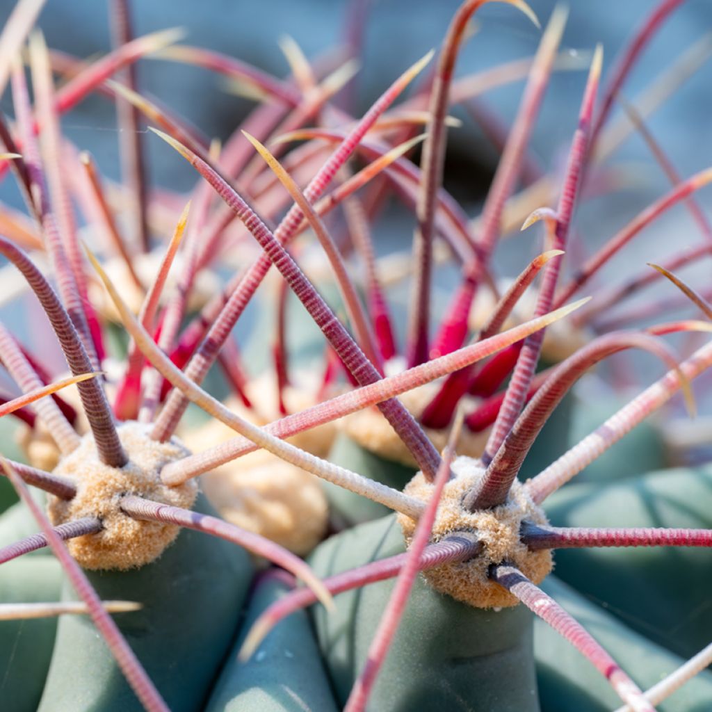 Rautakaktus - Ferocactus emoryi