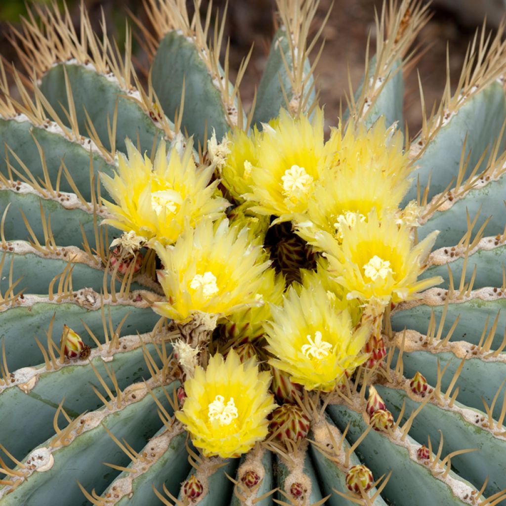 Rautakaktus - Ferocactus glaucescens
