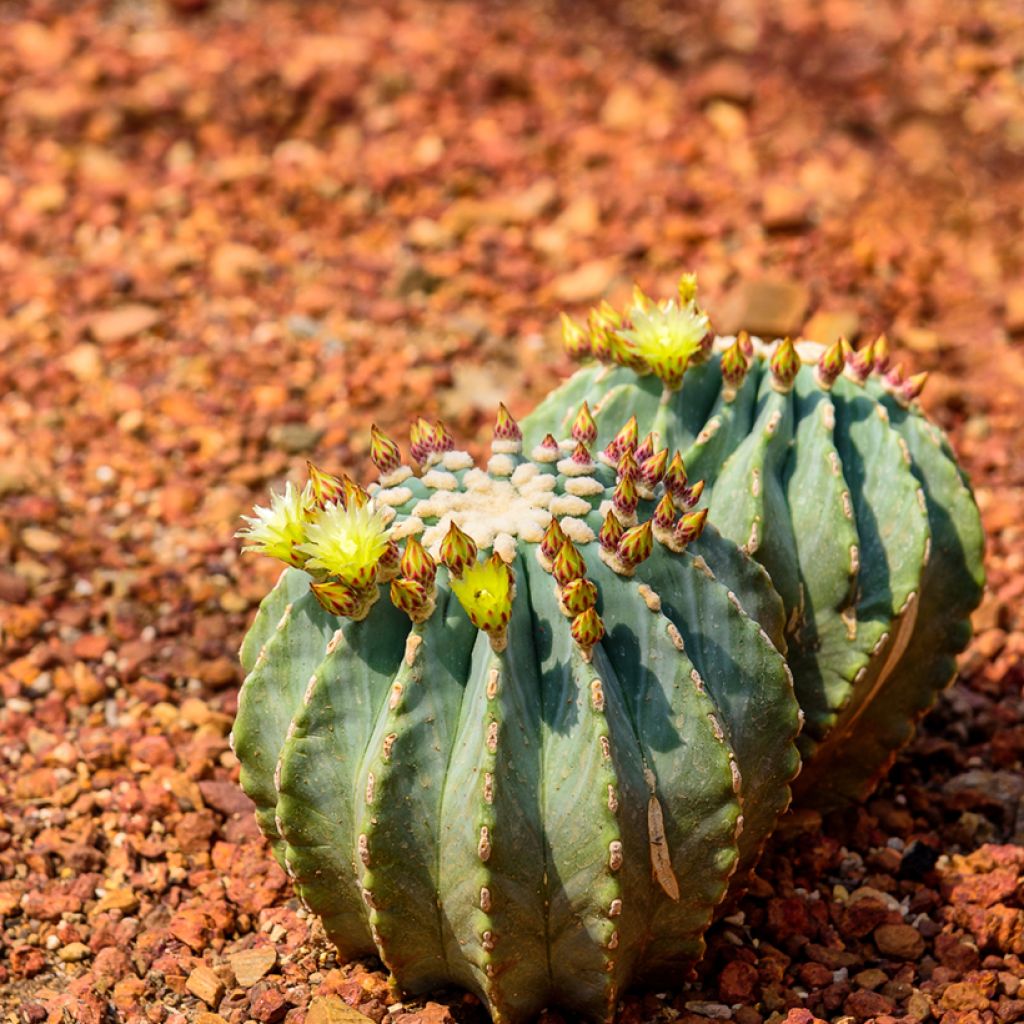 Rautakaktus - Ferocactus glaucescens