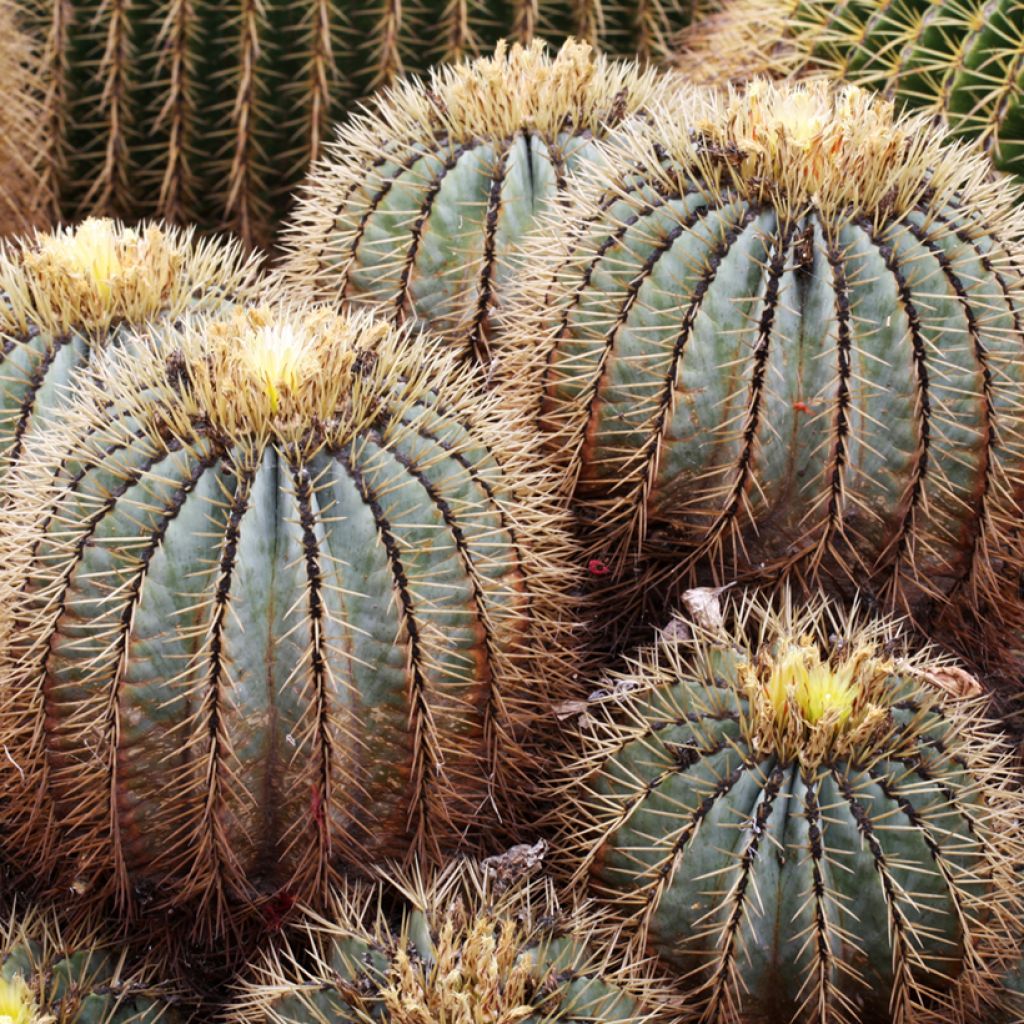 Rautakaktus - Ferocactus glaucescens