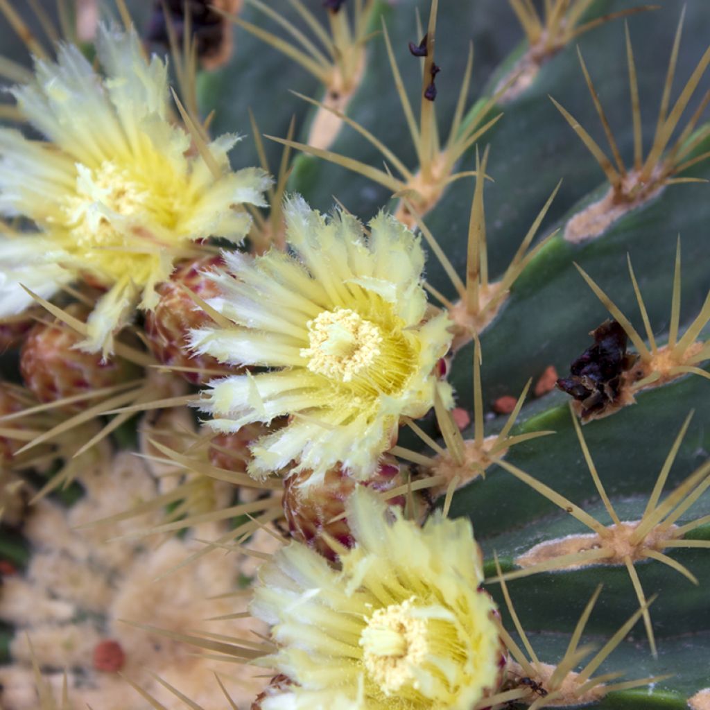 Rautakaktus - Ferocactus glaucescens