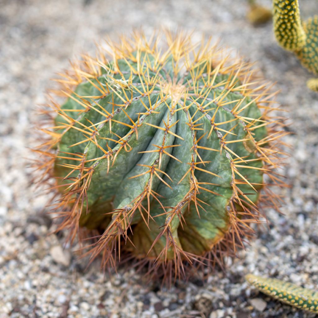 Rautakaktus - Ferocactus glaucescens