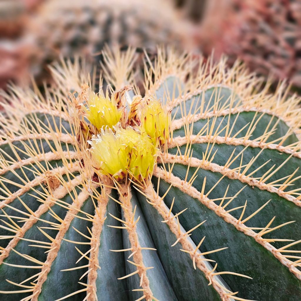 Rautakaktus - Ferocactus glaucescens