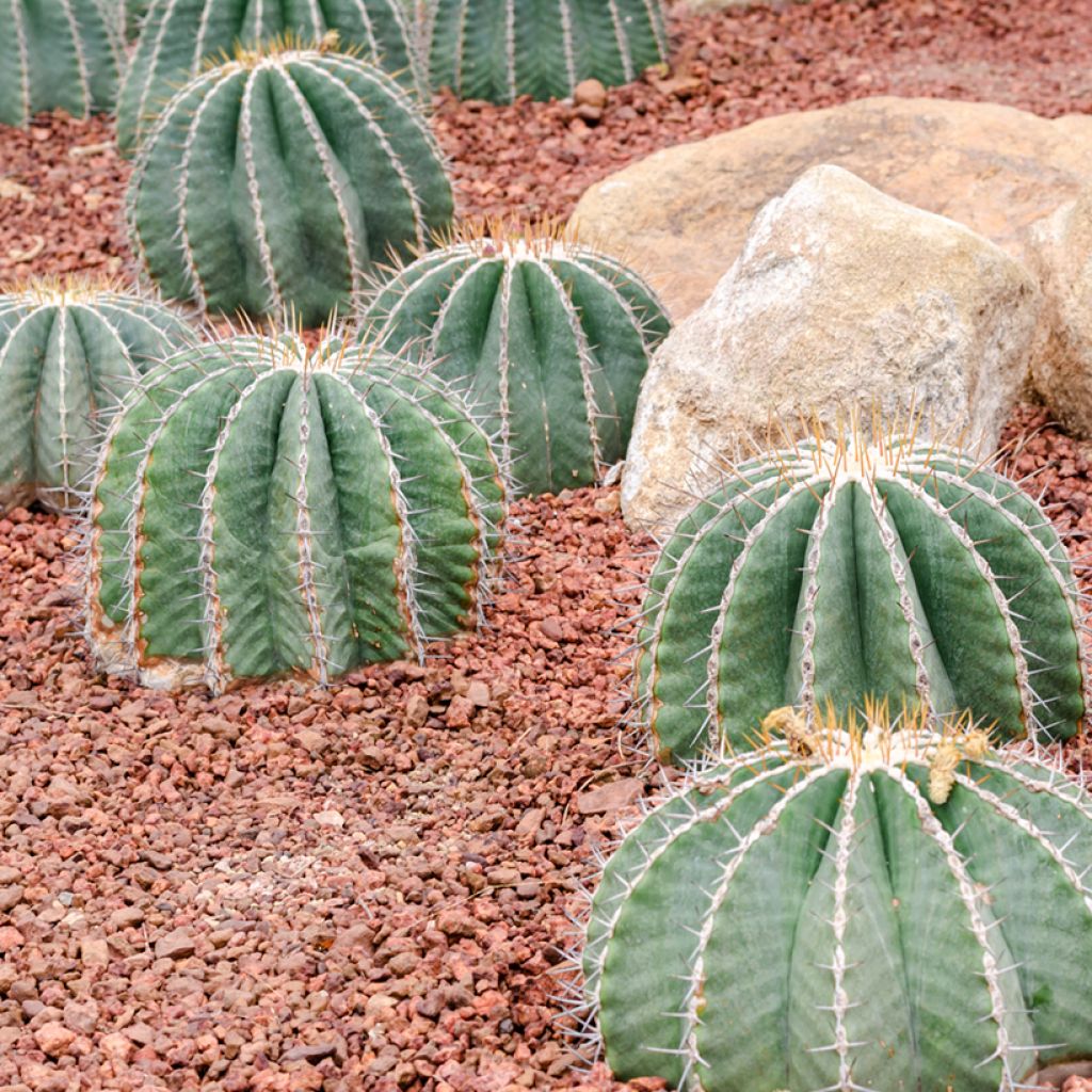 Rautakaktus - Ferocactus glaucescens
