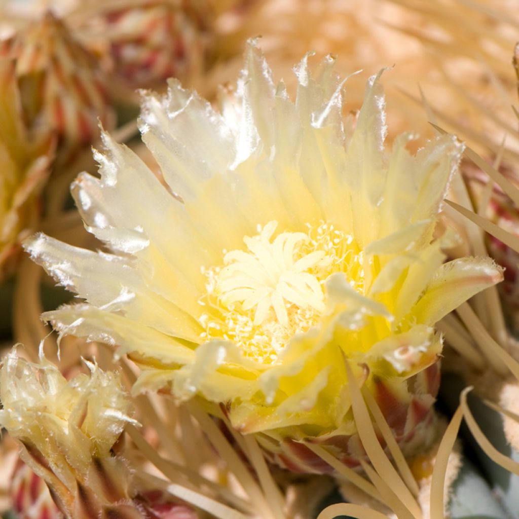 Rautakaktus - Ferocactus glaucescens