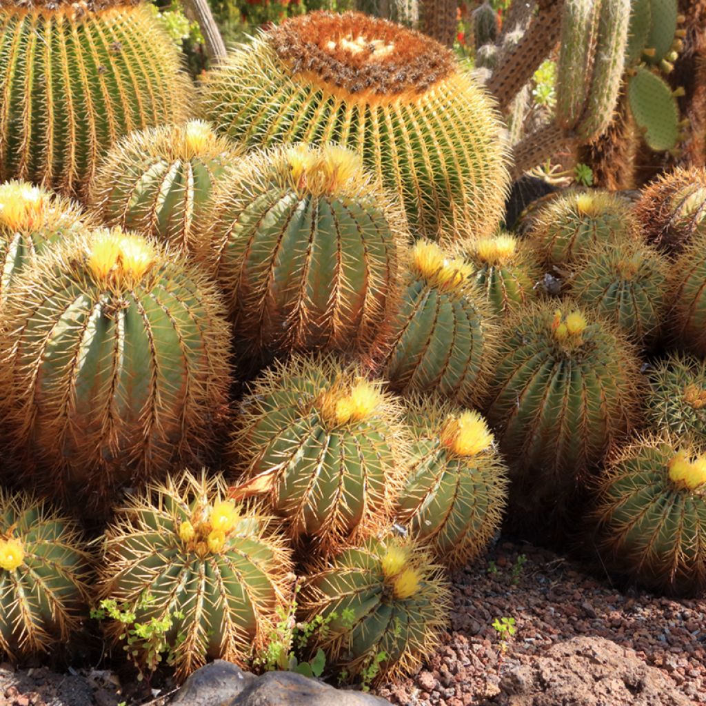 Rautakaktus - Ferocactus glaucescens