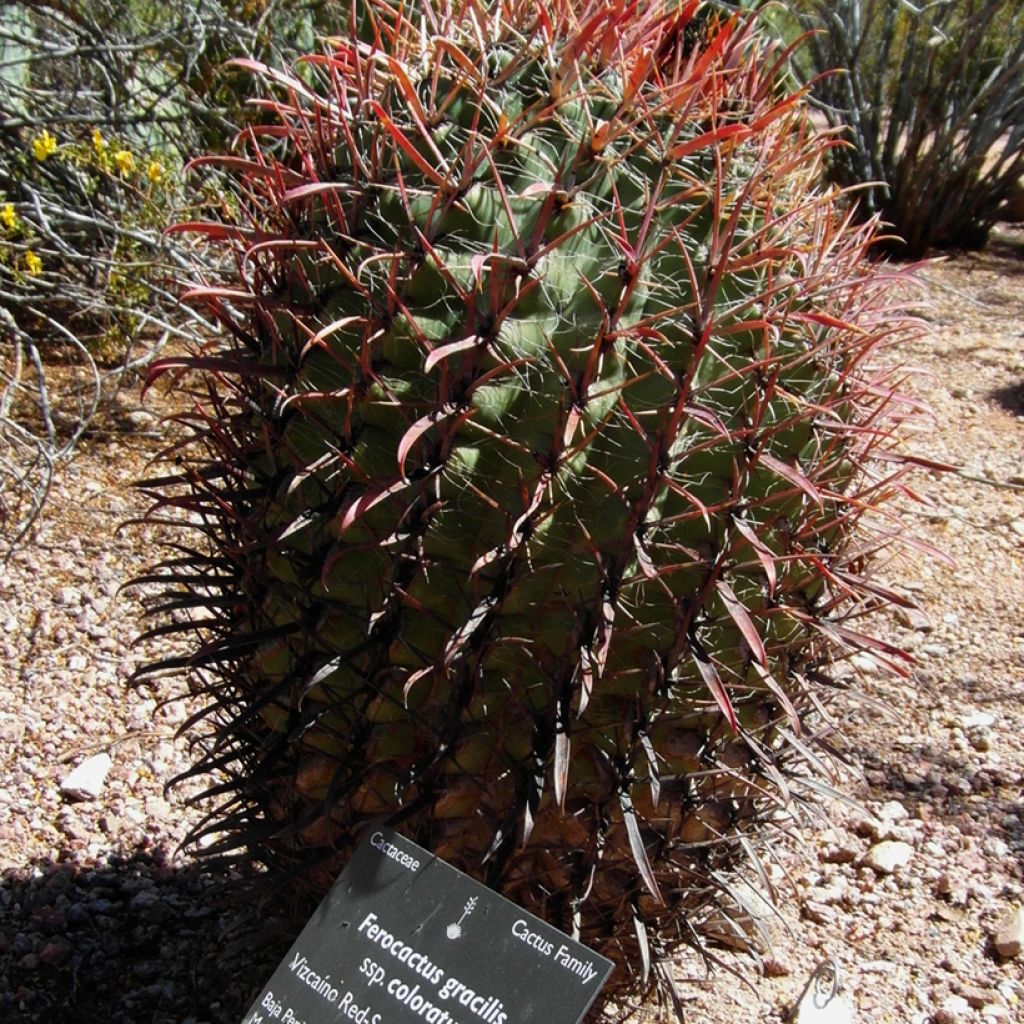 Rautakaktus - Ferocactus gracilis subsp. coloratus