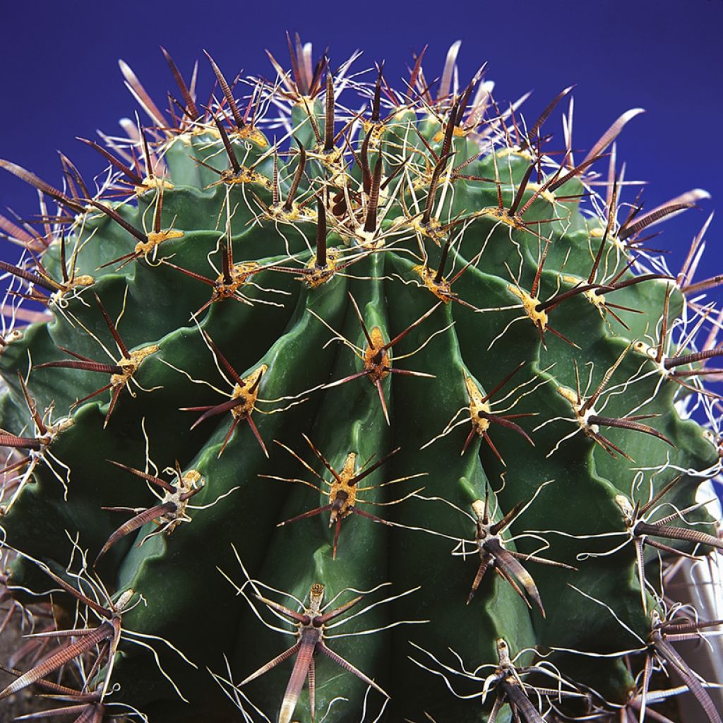Rautakaktus - Ferocactus horridus