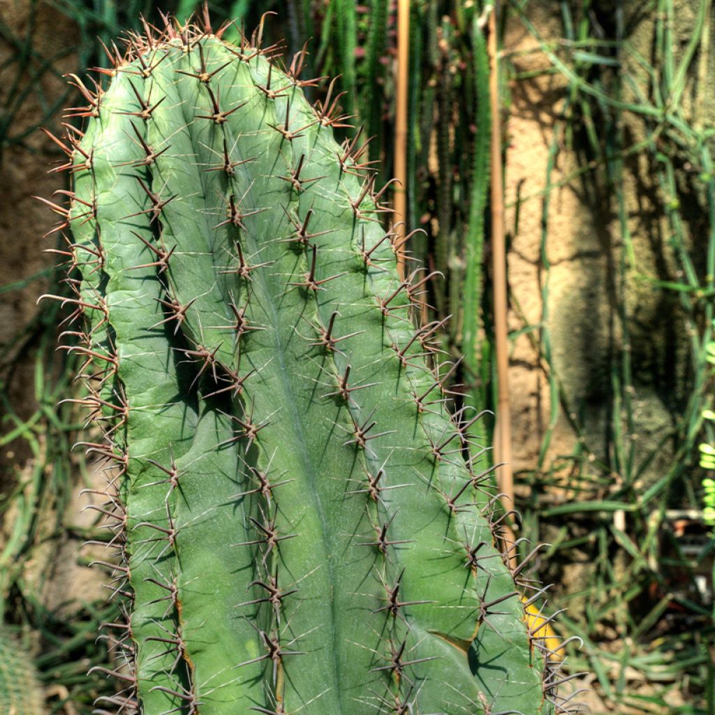 Rautakaktus - Ferocactus horridus