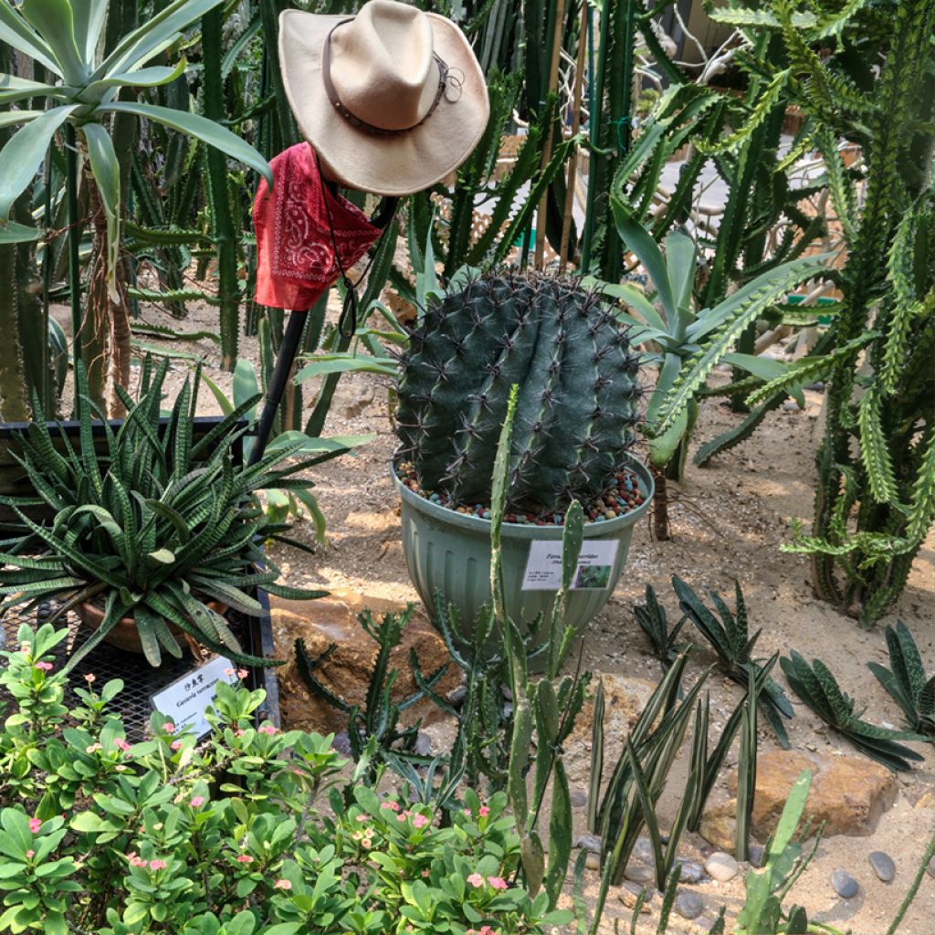 Rautakaktus - Ferocactus horridus