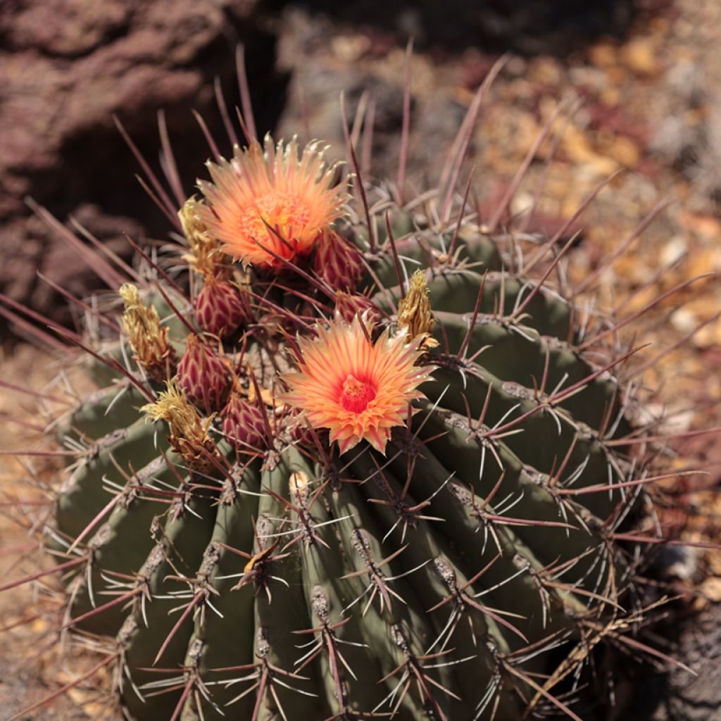 Rautakaktus - Ferocactus emoryi subsp. rectispinus
