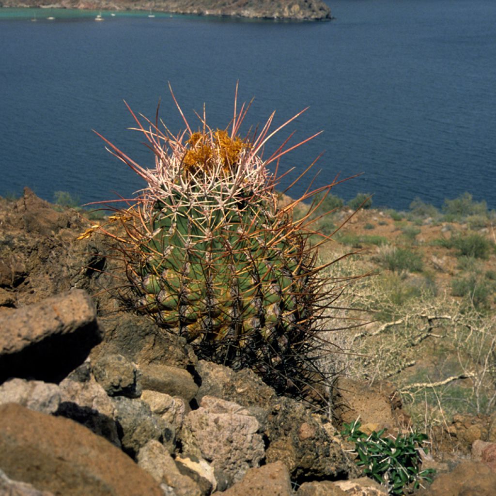 Rautakaktus - Ferocactus emoryi subsp. rectispinus
