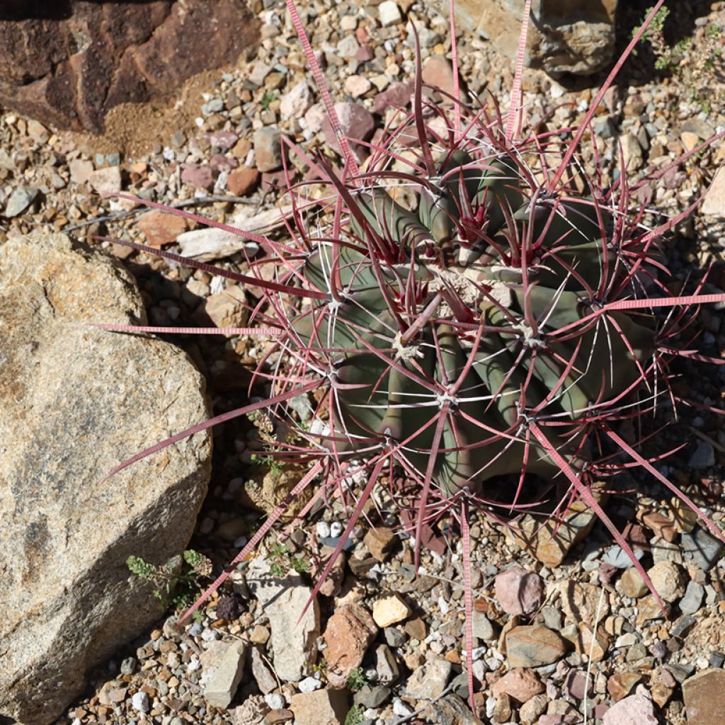 Rautakaktus - Ferocactus emoryi subsp. rectispinus