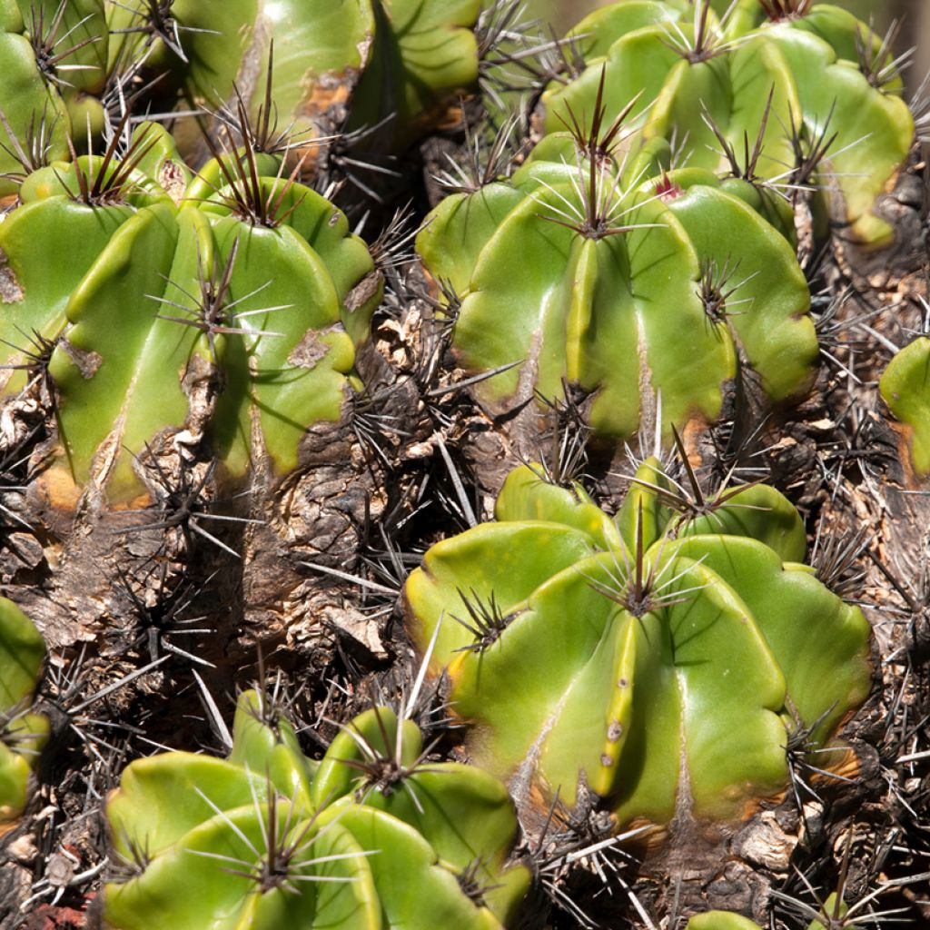 Rautakaktus - Ferocactus robustus