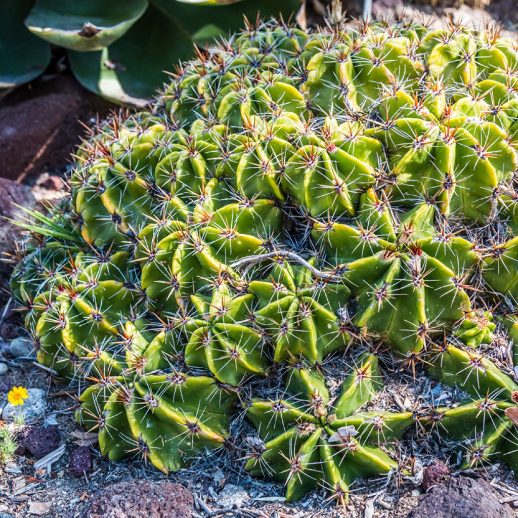 Rautakaktus - Ferocactus robustus