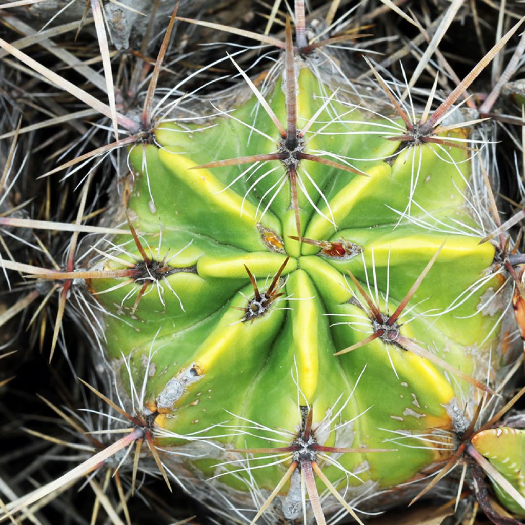 Rautakaktus - Ferocactus robustus