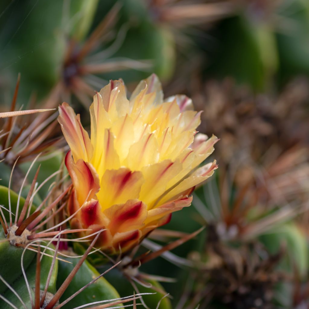 Rautakaktus - Ferocactus robustus