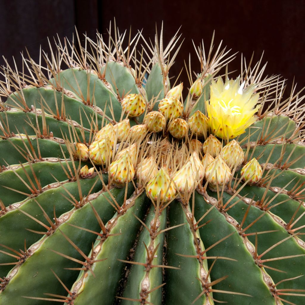 Rautakaktus - Ferocactus schwarzii