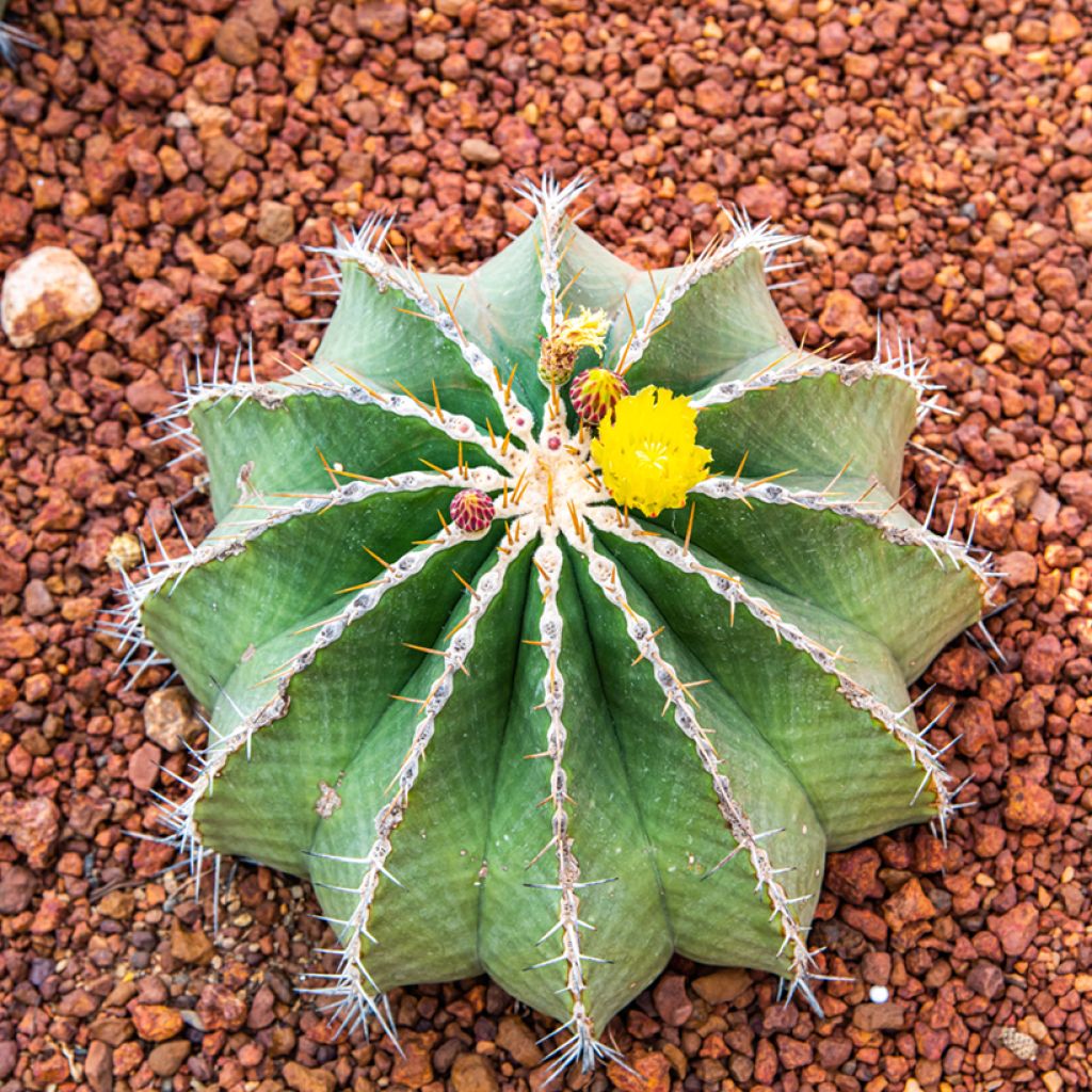 Rautakaktus - Ferocactus schwarzii