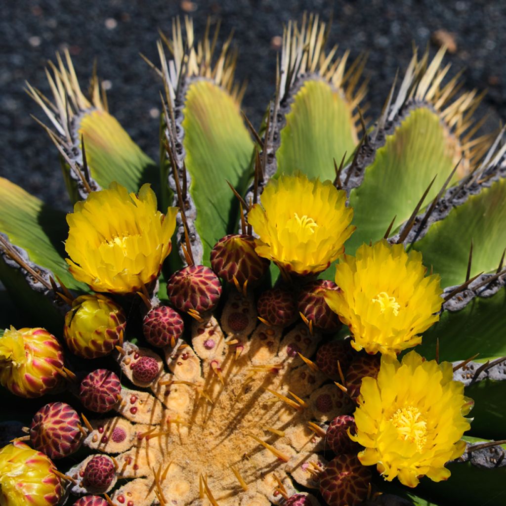 Rautakaktus - Ferocactus schwarzii