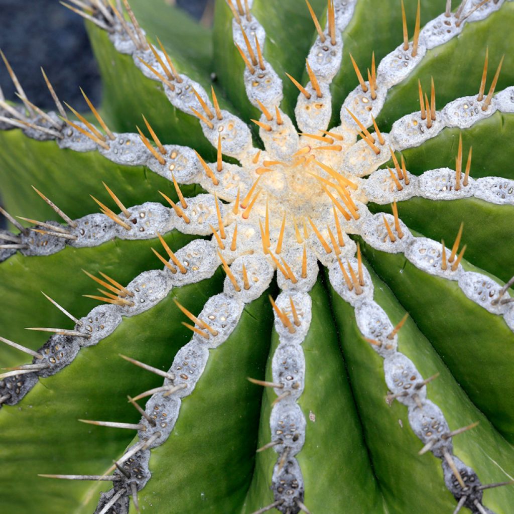Rautakaktus - Ferocactus schwarzii