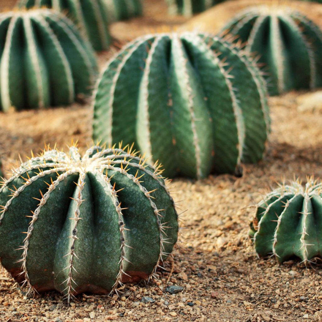 Rautakaktus - Ferocactus schwarzii