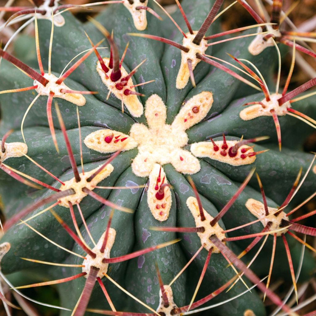 Rautakaktus - Ferocactus stainesii