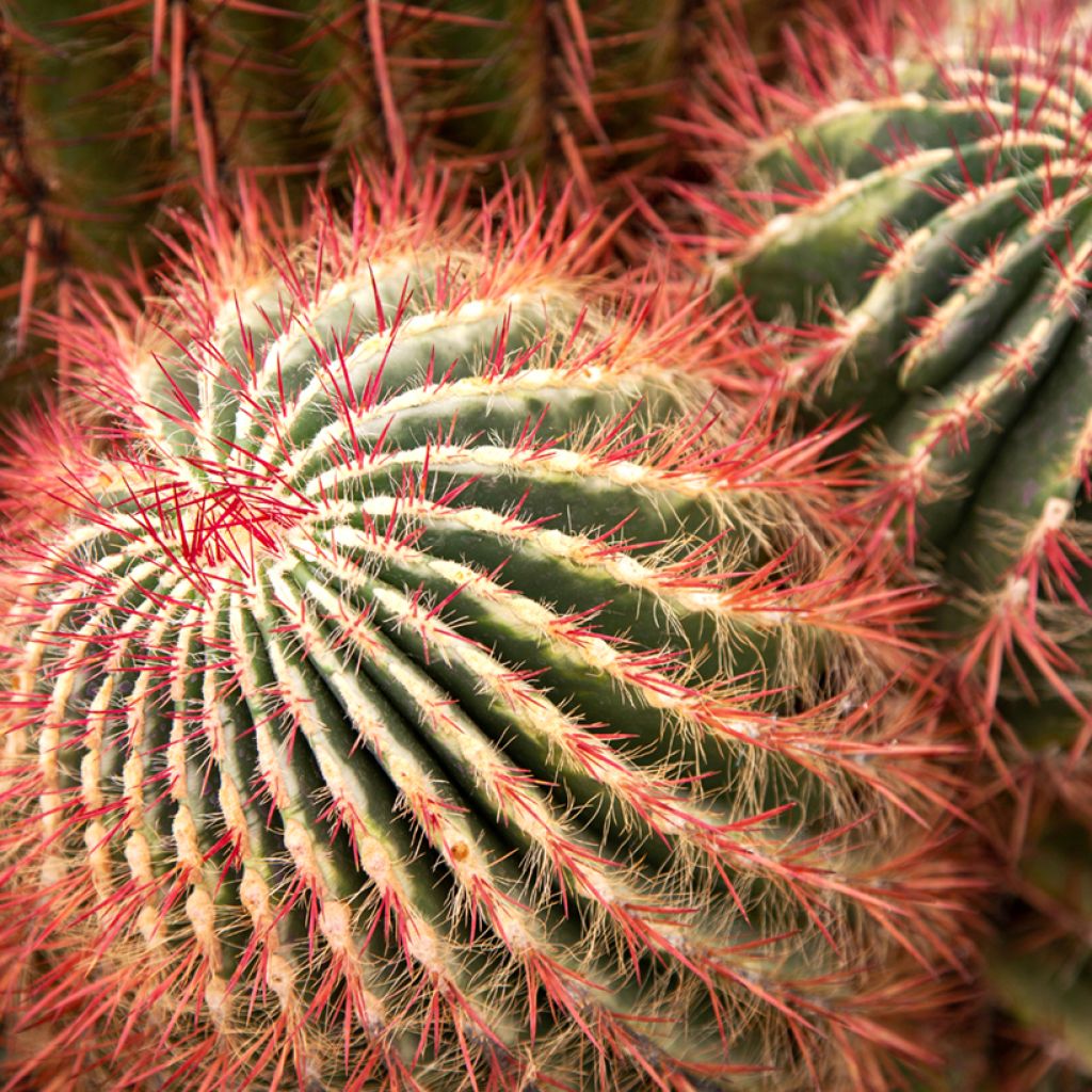 Rautakaktus - Ferocactus stainesii