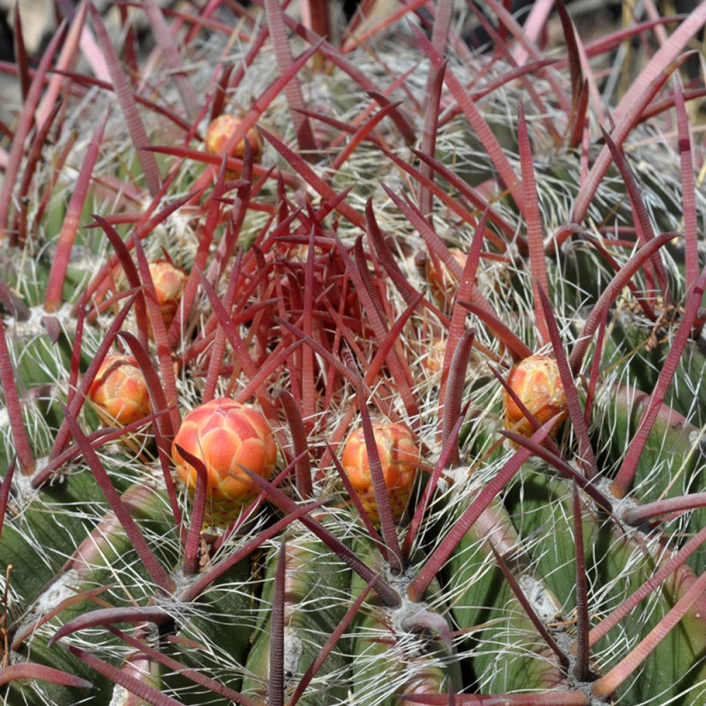 Rautakaktus - Ferocactus stainesii