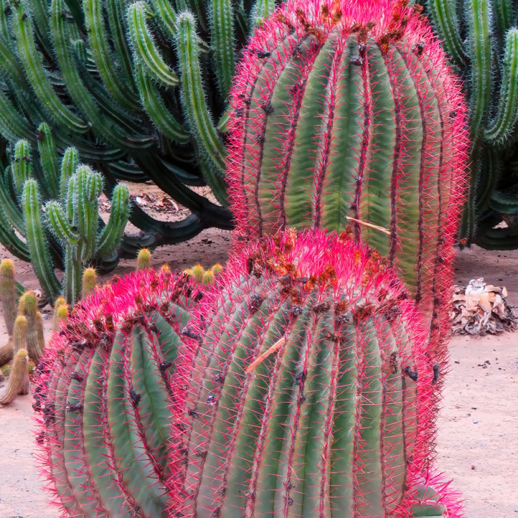 Rautakaktus - Ferocactus stainesii