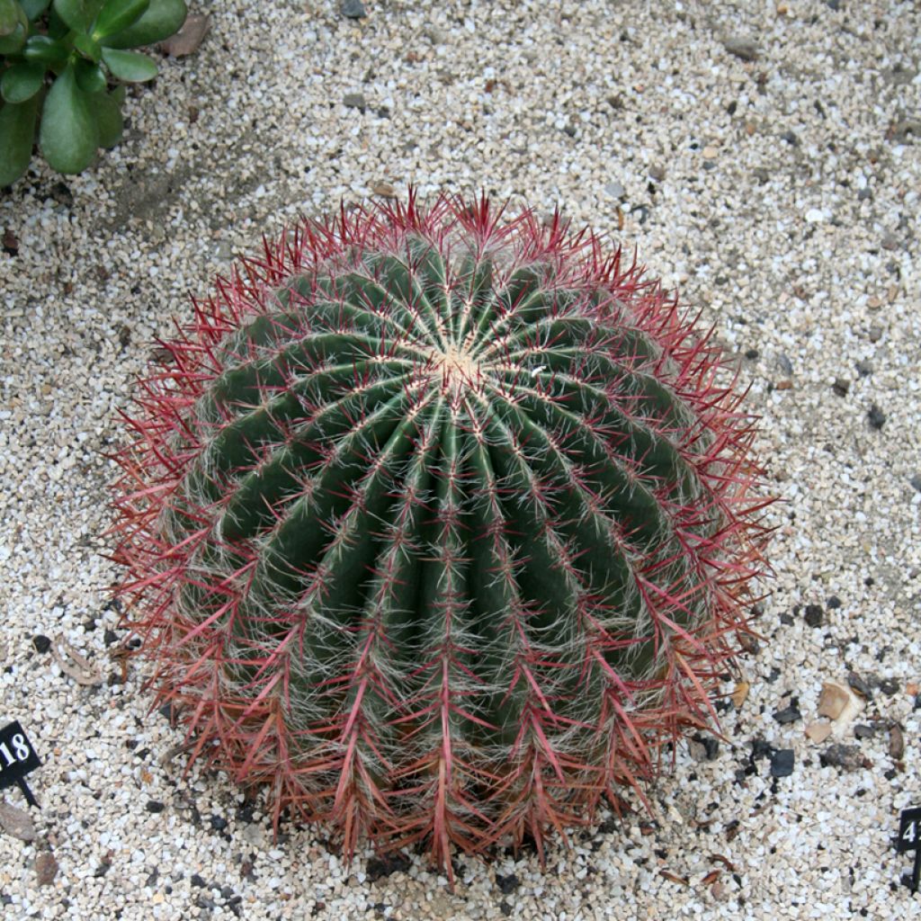 Rautakaktus - Ferocactus stainesii