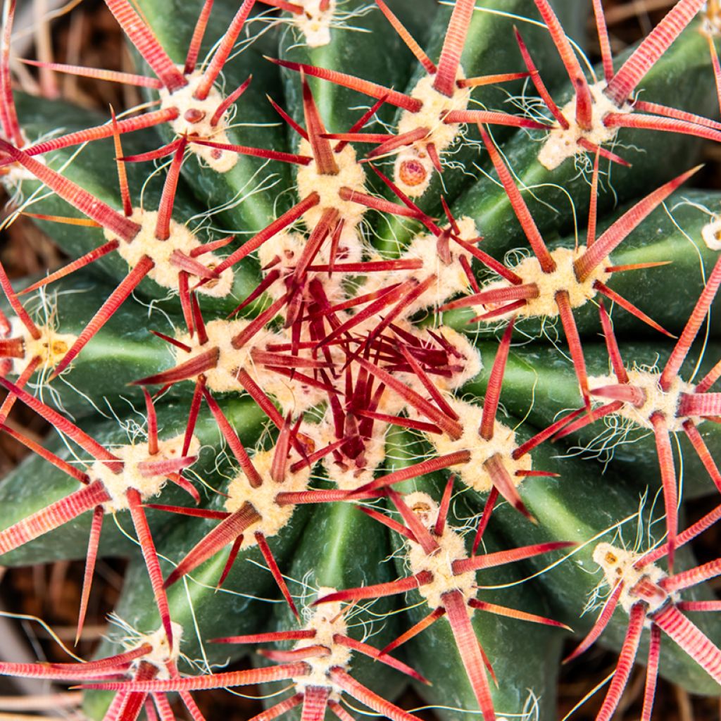 Rautakaktus - Ferocactus stainesii